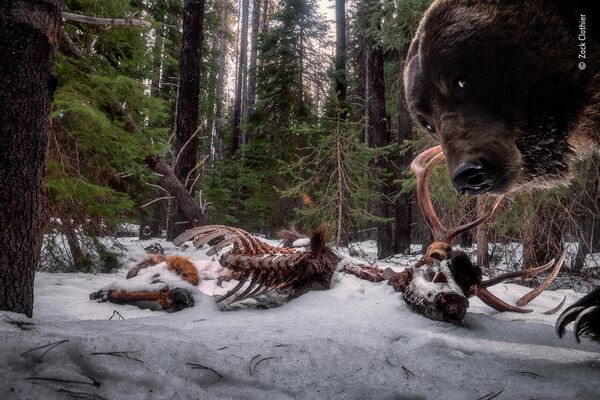 Работа фотографа Zack Clothier в фотоконкурсе Wildlife Photographer of the Year 2021 Работа фотографа Zack Clothier в фотоконкурсе Wildlife Photographer of the Year 2021