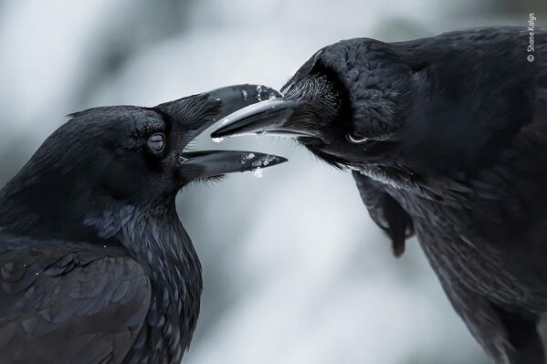 Работа фотографа Shane Kalyn в фотоконкурсе Wildlife Photographer of the Year 2021 Работа фотографа Shane Kalyn в фотоконкурсе Wildlife Photographer of the Year 2021