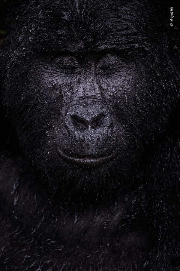Работа фотографа Majed Ali в фотоконкурсе Wildlife Photographer of the Year 2021 Работа фотографа Majed Ali в фотоконкурсе Wildlife Photographer of the Year 2021