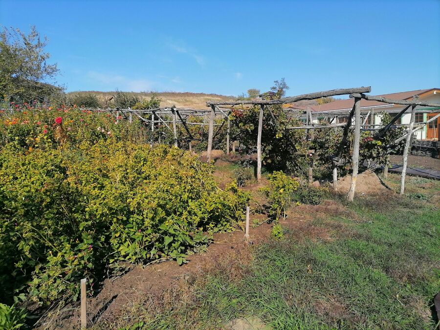 Выращивание винограда донской чашей на хуторе Старозолотовский