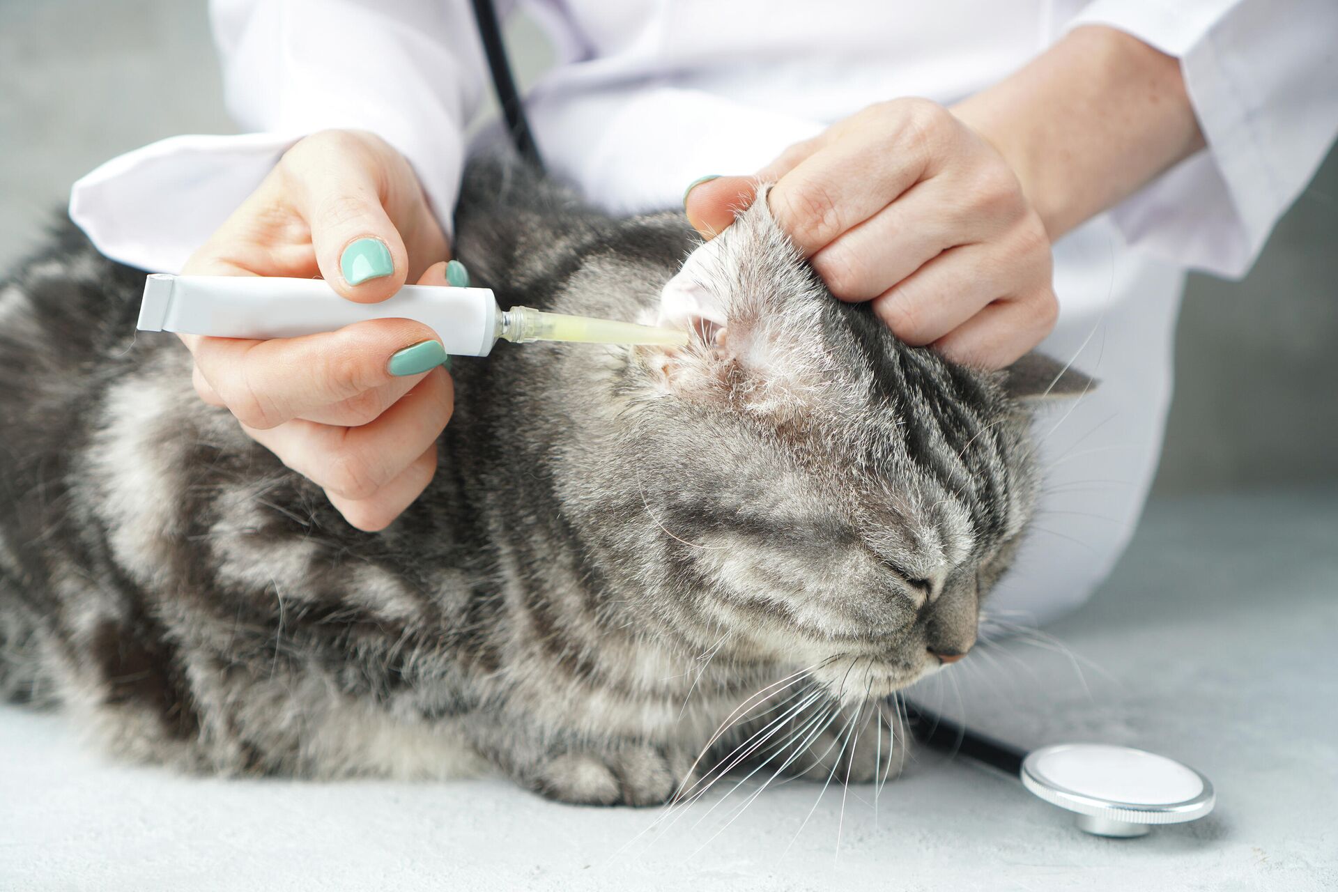ВЗК или воспаление кишечника у кошек: симптомы и лечение