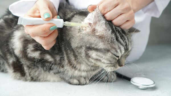 Ветеринар лечит ухо кошки