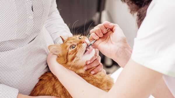 Ветеринары дают таблетку кошке
