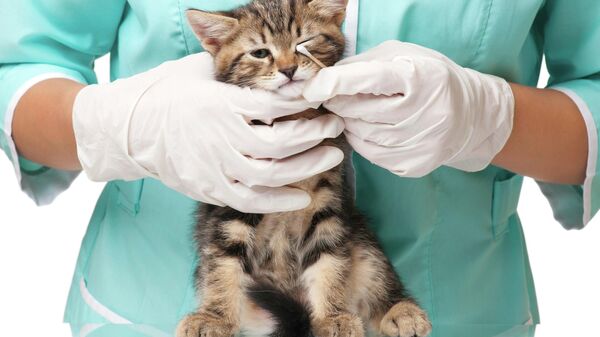 Ветеринар промывает глаза котенку