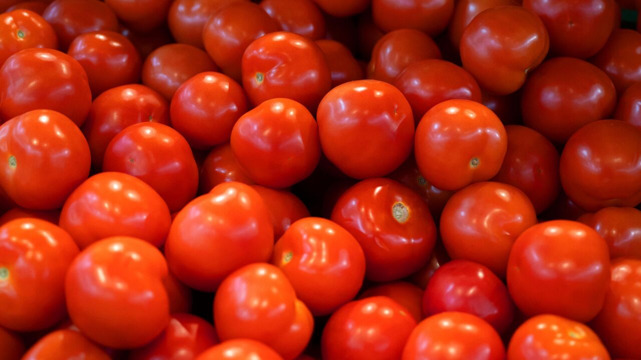 Помидоры 2024 года. Помидоры 2024 года. Сбор помидоров. Помидоры 2024 года. Помидоры сорт f1.
