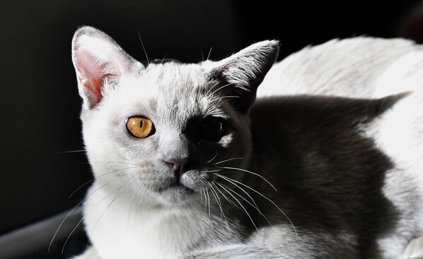 Кошка породы бурма на выставке КоШарики Шоу в Сокольниках