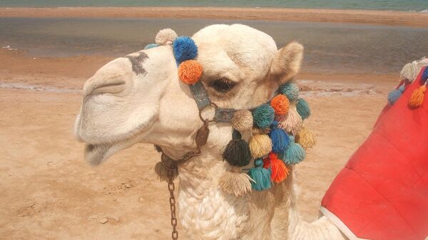 Верблюд на берегу Красного моря в Египте