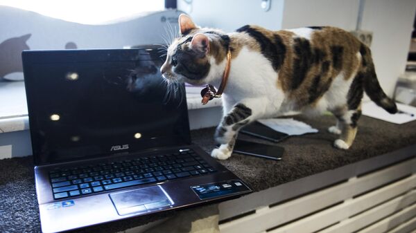 Ноутбук и кошка