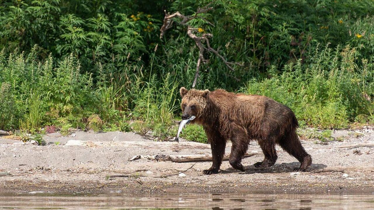 Медведей вижу чаще, чем людей