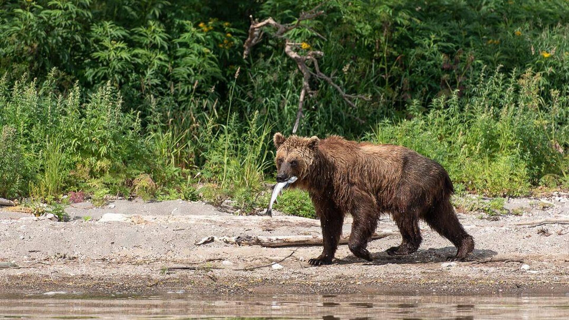 Репортаж про коноплю и медведей все о конопле фото бесплатно