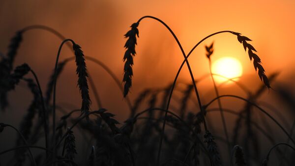 Пшеница на полях