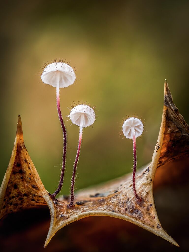 Работа фотографа Barry Webb Holly Parachute, занявшая 1-е место в категории Растения и грибы в фотоконкурсе Close-up Photographer of the Year 2021