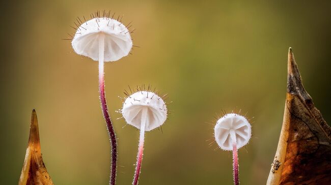 Работа фотографа Barry Webb Holly Parachute, занявшая 1-е место в категории Растения и грибы в фотоконкурсе Close-up Photographer of the Year 2021