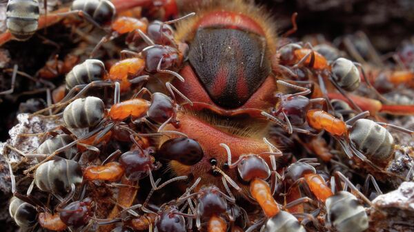 Работа фотографа Petr Bambousek Ants and Hornet занявшая 2-е место в фотоконкурсе Close-up Photographer of the Year 2021 Работа фотографа Petr Bambousek Ants and Hornet занявшая 2-е место в фотоконкурсе Close-up Photographer of the Year 2021