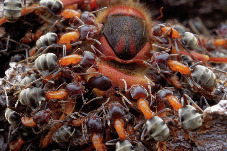 Работа фотографа Petr Bambousek Ants and Hornet занявшая 2-е место в фотоконкурсе Close-up Photographer of the Year 2021