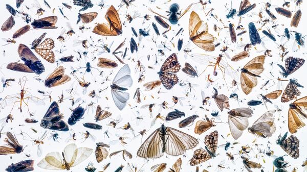 Работа фотографа Pal Hermansen Insect diversity, занявшая 1-е место в категории Насекомые в фотоконкурсе Close-up Photographer of the Year 2021 Работа фотографа Pal Hermansen Insect diversity, занявшая 1-е место в категории Насекомые в фотоконкурсе Close-up Photographer of the Year 2021