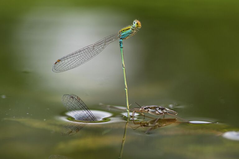 Работа Mating Underwater фотографа из Индии Ripan Biswas, занявшая 1-е место в категории Бабочки и стрекозы в фотоконкурсе Close-up Photographer of the Year 2021 