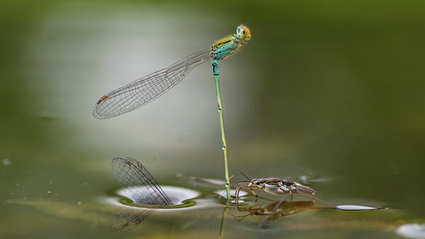 Работа Mating Underwater фотографа из Индии Ripan Biswas, занявшая 1-е место в категории Бабочки и стрекозы в фотоконкурсе Close-up Photographer of the Year 2021 Работа Mating Underwater фотографа из Индии Ripan Biswas, занявшая 1-е место в категории Бабочки и стрекозы в фотоконкурсе Close-up Photographer of the Year 2021