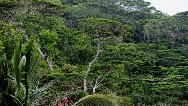 Деревья на острове Ла Диг (Республика Сейшельские острова)
