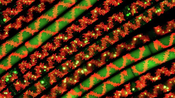 Работа фотографа Hakan Kvarnstrom Spiral Beauty занявшая 1-е место в категории Макро в фотоконкурсе Close-up Photographer of the Year 2021 Работа фотографа Hakan Kvarnstrom Spiral Beauty занявшая 1-е место в категории Макро в фотоконкурсе Close-up Photographer of the Year 2021