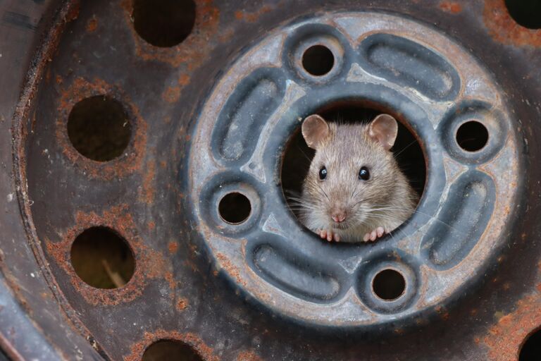 Работа фотографа Ezra Boulton Rat in Tyre Hub, занявшая 1-е место в категории Молодой фотограф в фотоконкурсе Close-up Photographer of the Year 2021