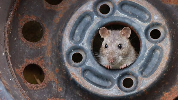 Работа фотографа Ezra Boulton Rat in Tyre Hub, занявшая 1-е место в категории Молодой фотограф в фотоконкурсе Close-up Photographer of the Year 2021 Работа фотографа Ezra Boulton Rat in Tyre Hub, занявшая 1-е место в категории Молодой фотограф в фотоконкурсе Close-up Photographer of the Year 2021