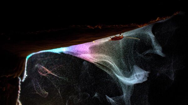 Работа фотографа Bernhard Schubert Magic Spores занявшая 3-е место в категории Насекомые в фотоконкурсе Close-up Photographer of the Year 2021 Работа фотографа Bernhard Schubert Magic Spores занявшая 3-е место в категории Насекомые в фотоконкурсе Close-up Photographer of the Year 2021