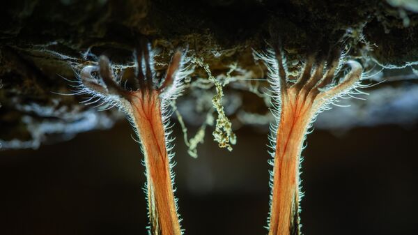 Работа фотографа Lili Sztrehárszki Tiny details занявшая 3-е место в категории Животные в фотоконкурсе Close-up Photographer of the Year 2021 Работа фотографа Lili Sztrehárszki Tiny details занявшая 3-е место в категории Животные в фотоконкурсе Close-up Photographer of the Year 2021