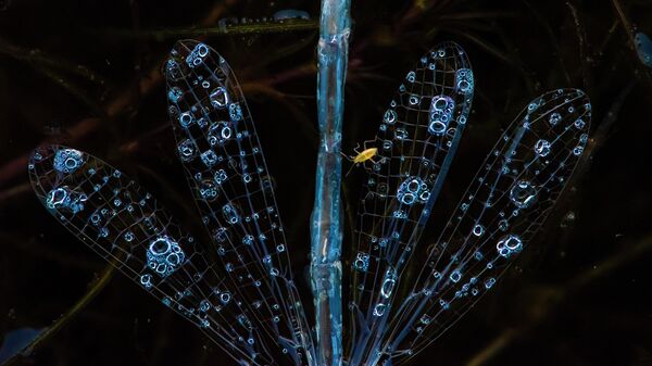 Работа Damsel in Dinner фотографа из Индии Aniket Rangnath Thopate, занявшая 3-е место в категории Бабочки и стрекозы в фотоконкурсе Close-up Photographer of the Year 2021 Работа Damsel in Dinner фотографа из Индии Aniket Rangnath Thopate, занявшая 3-е место в категории Бабочки и стрекозы в фотоконкурсе Close-up Photographer of the Year 2021