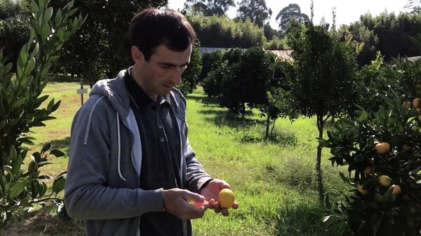 Выбираем мандарины: советы от биолога-садовода из Абхазии