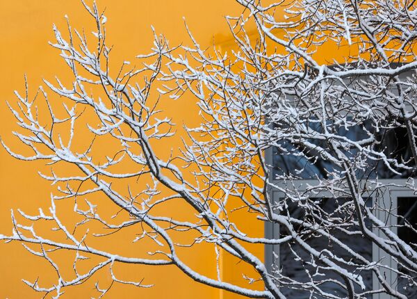 Ветки дерева, запорошенные снегом, в Мурманске