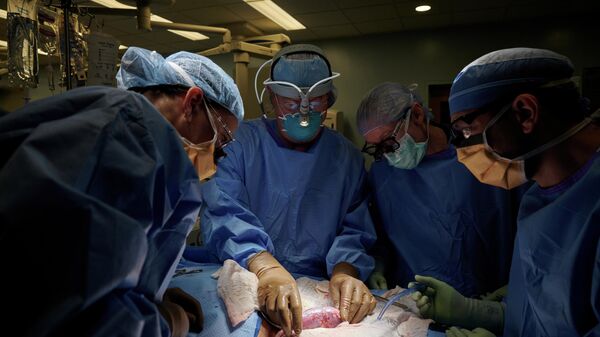 Операция по пересадке почки генно-модифицированной свиньи человеку в Медицинском центре Лангон при Университете Нью-Йорка