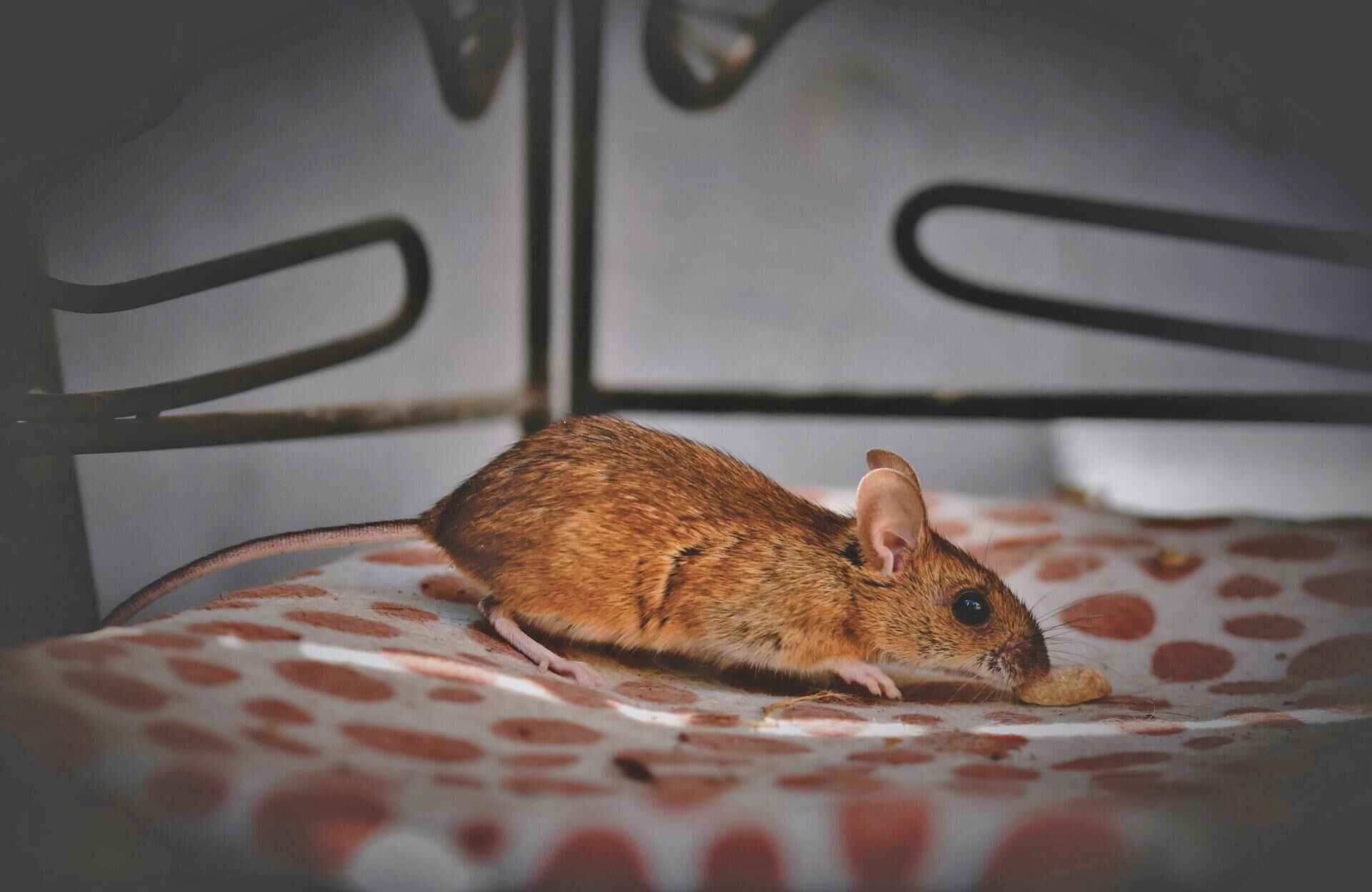 Как избавиться от мышей под полом обзор эффективных способов