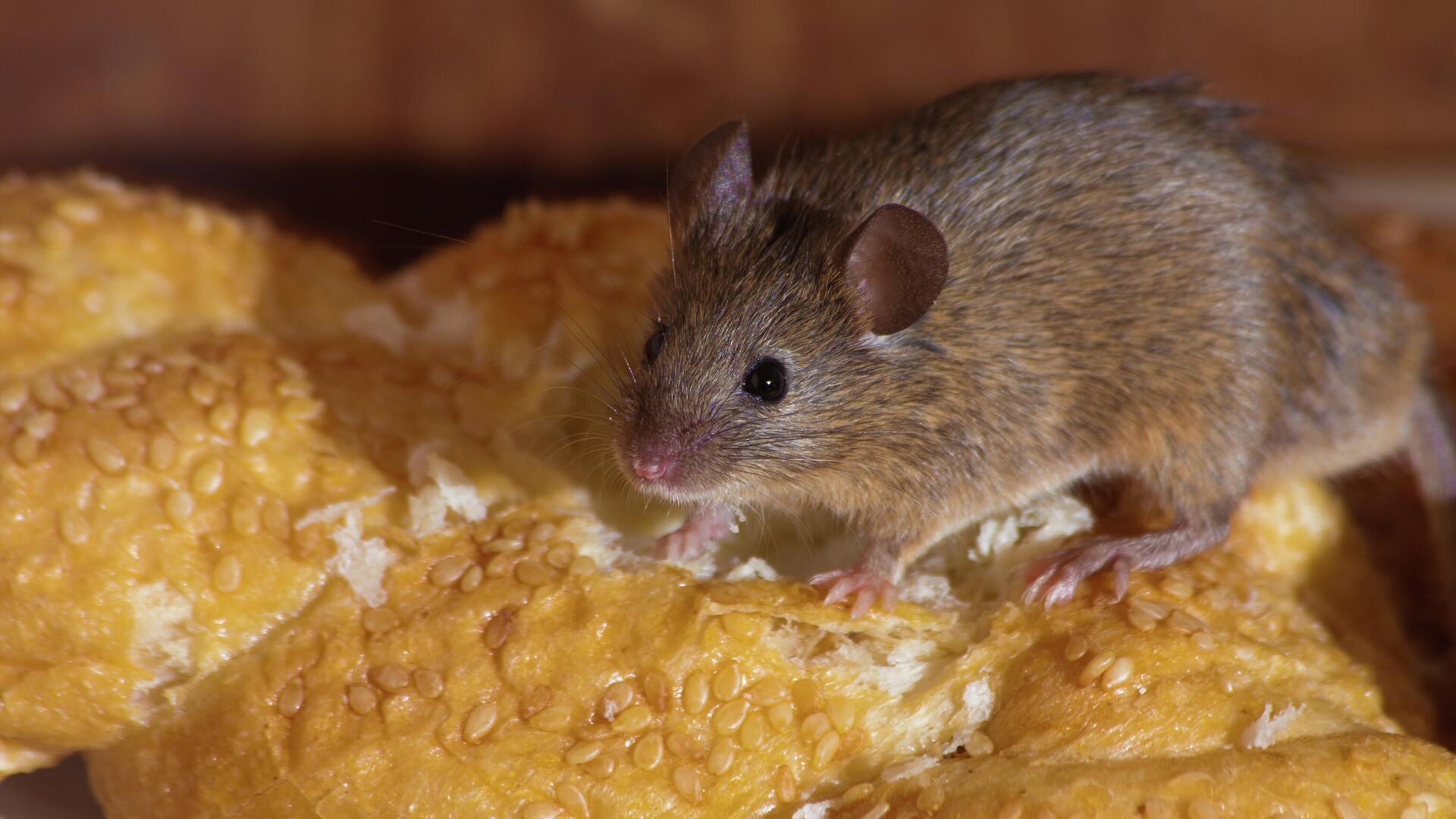 Как избавиться от мышей и крыс на даче?