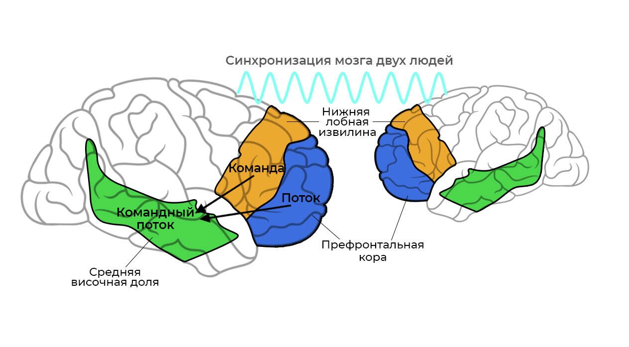 Синхронизация мозга двух людей - РИА Новости, 1920, 22.10.2021