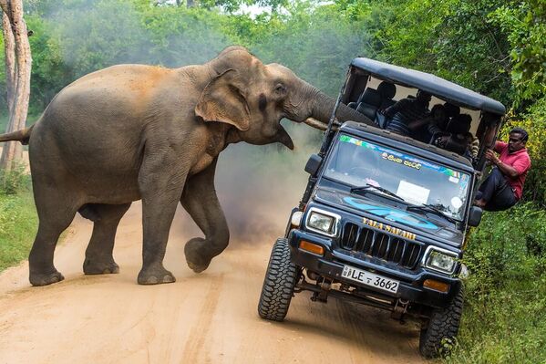 Работа фотографа Sergey Savvi This is My Jungle!, занявшая первое место в категории Journeys & Adventures в фотоконкурсе Siena International Photo Awards 2021 Работа фотографа Sergey Savvi This is My Jungle!, занявшая первое место в категории Journeys & Adventures в фотоконкурсе Siena International Photo Awards 2021