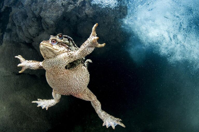 Работа фотографа Mathieu Foulquié Amplexus, получившая высокую оценку в категории The beauty of nature в фотоконкурсе Siena International Photo Awards 2021