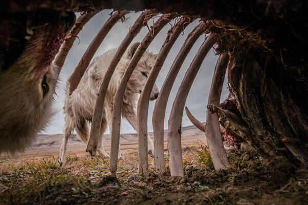 Работа фотографа Ronan Donovan Food for Weeks, занявшая первое место в категории Animals in their Environment в фотоконкурсе Siena International Photo Awards 2021 Работа фотографа Ronan Donovan Food for Weeks, занявшая первое место в категории Animals in their Environment в фотоконкурсе Siena International Photo Awards 2021