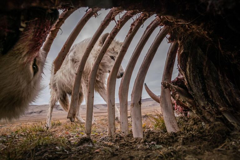 Работа фотографа Ronan Donovan Food for Weeks, занявшая первое место в категории Animals in their Environment в фотоконкурсе Siena International Photo Awards 2021