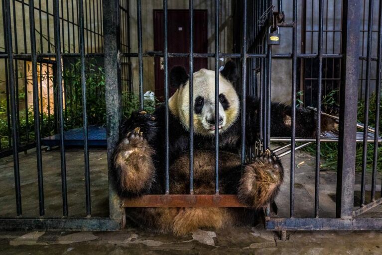 Работа фотографа Marcus Westberg Captive, занявшая первое место в категории Documentary & Photojournalism в фотоконкурсе Siena International Photo Awards 2021