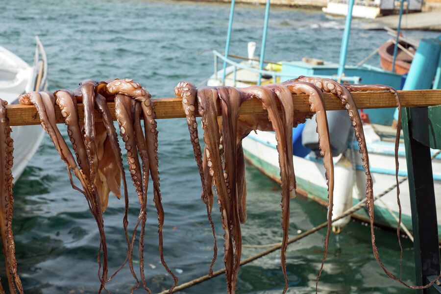 Свежевыловленные осьминоги сушатся на солнце в Греции 