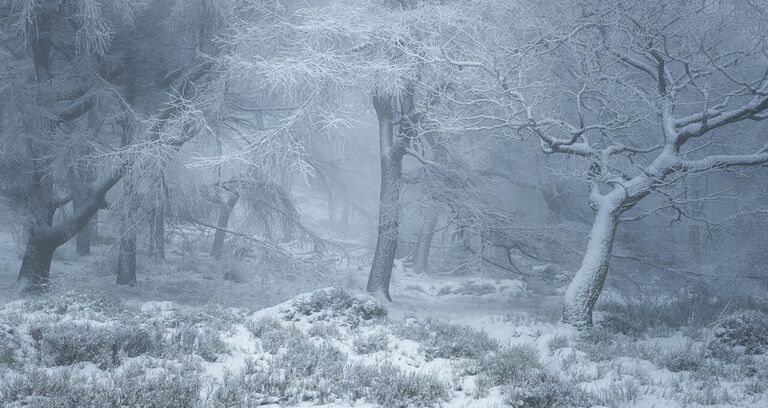 Работа фотографа  Michael Allberry Enchanted Winter, получила высокую оценку в фотоконкурсе UK Landscape Photographer of the Year 2021