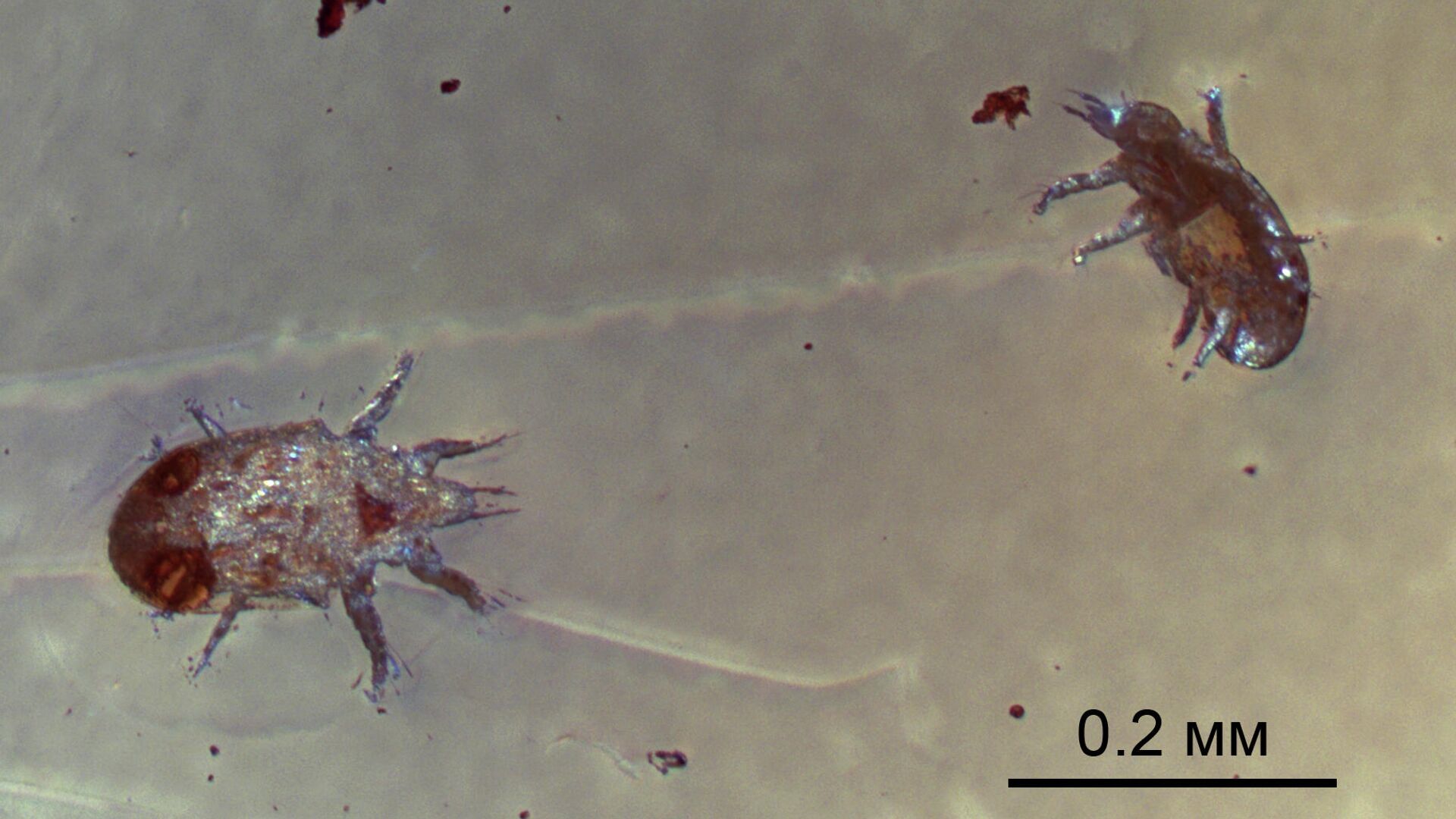 Ископаемые клещи Levantoglyphus sidorchukae (расселительные стадии), сохранившиеся в куске янтаря 129 миллионов лет назад - РИА Новости, 1920, 28.10.2021