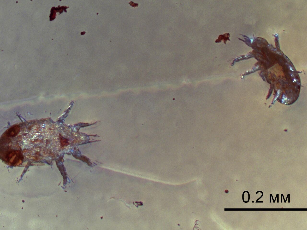 Древние клещи, найденные в янтаре, помогли прояснить ход эволюции - РИА  Новости, 28.10.2021
