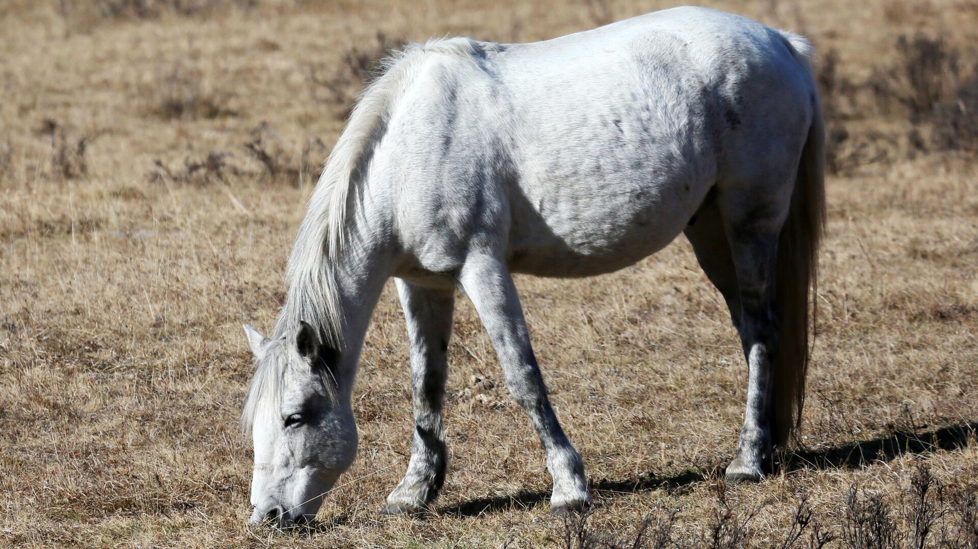 Бывшего полицейского обвинили в похищении лошадей в Калмыкии