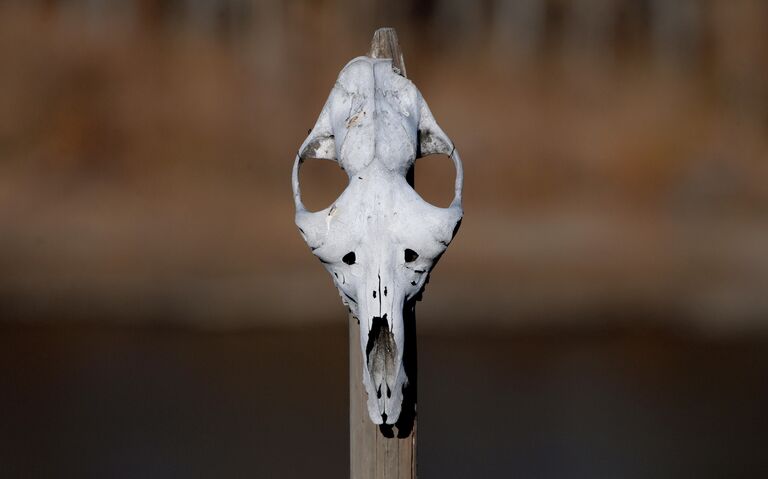 Череп животного на изгороди места шаманских обрядов перед началом обряда камлания шамана Лазо Монгуша за здоровье людей Череп животного на изгороди места шаманских обрядов перед началом обряда камлания шамана Лазо Монгуша за здоровье людей