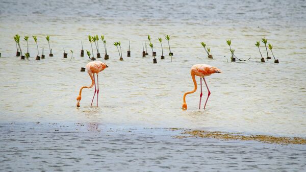 Фламинго в Мексике