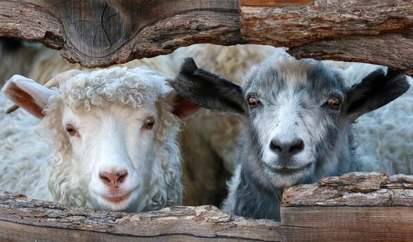 Овца и коза в загоне на чабанской стоянке семьи Дамбый на горном плато в Бай-Тайгинском кожууне Республики Тыва