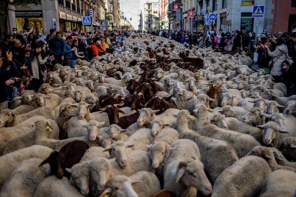 Стадо овец в центре Мадрида 