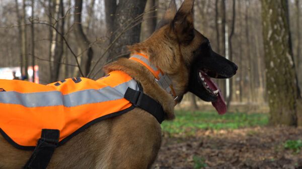 Афи спешит на помощь: история собаки-спасателя